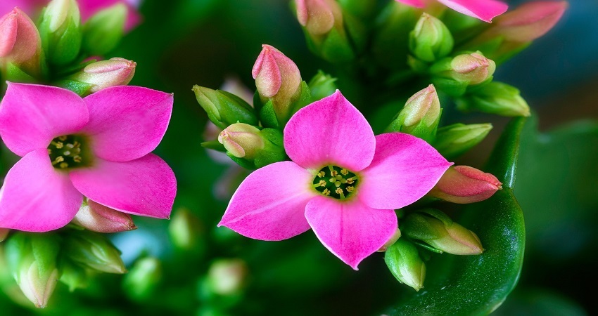 Can You Plant Kalanchoe In The Ground?