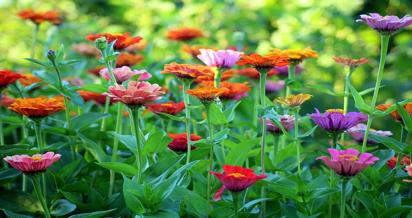 Can You Plant Zinnias And Dahlias Together?