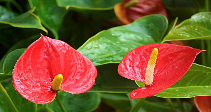 Can You Propagate Anthurium Leaf In Water?