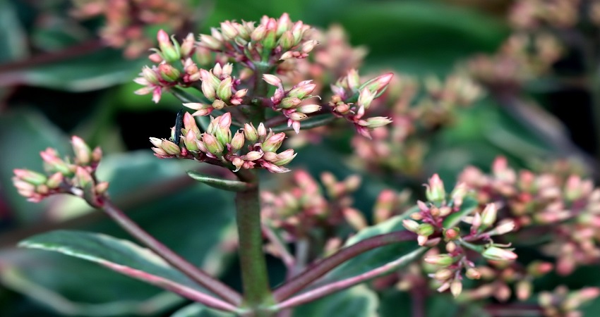 Can You Propagate Kalanchoe From Cuttings?