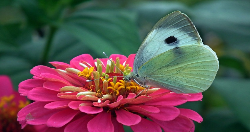 Do Zinnia Seeds Need Cold Stratification?