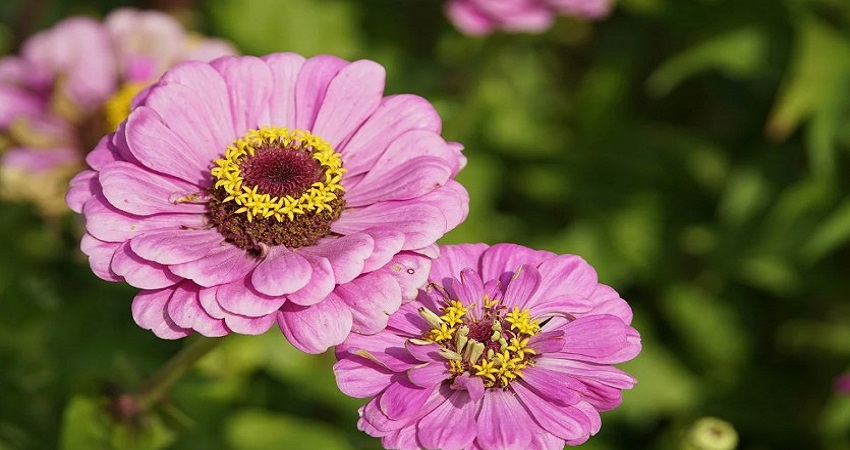 Do Zinnias Thrive in Pots or in the Ground?