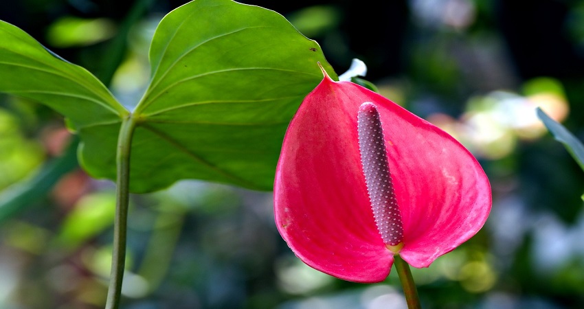 How Long Do Anthurium Flowers Last?