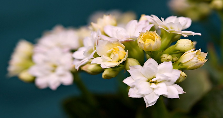 How Many Times Does Kalanchoe Bloom?