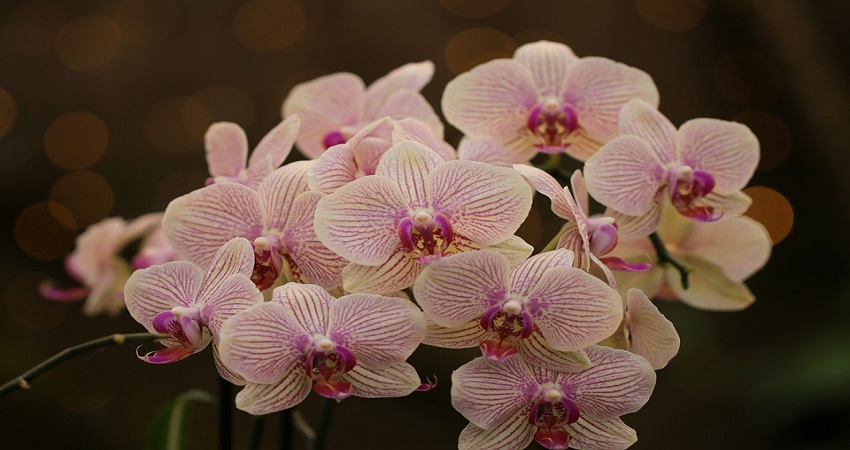 How Much Sunlight Do Orchids Need.jpg