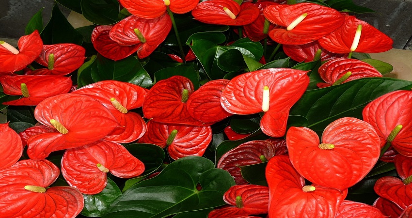 How Often Do You Water Anthurium Plant?