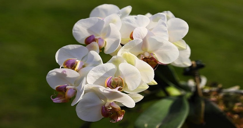 How Often Do You Water Orchids?