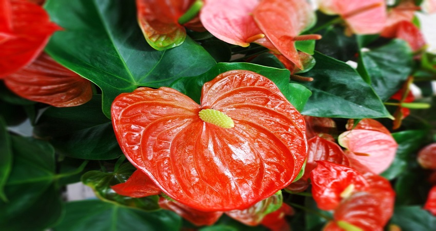 How To Care For An Anthurium Plant?