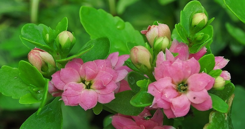 How To Make Kalanchoe Bloom In Summer?