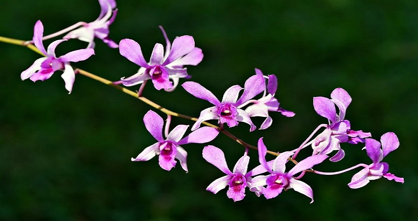 How To Repot An Orchid With Air Roots?