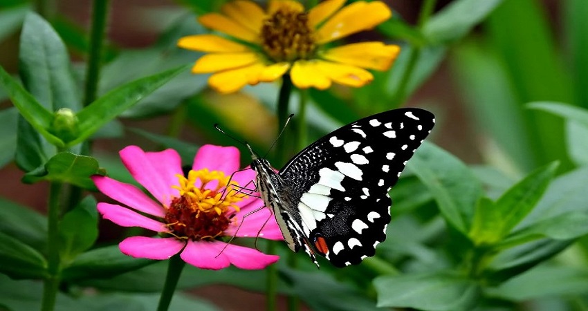 How To Take Care Of Zinnias In A Pot?