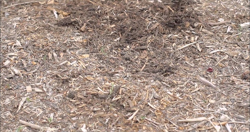 Is Cedar Mulch Good For Vegetable Gardens?