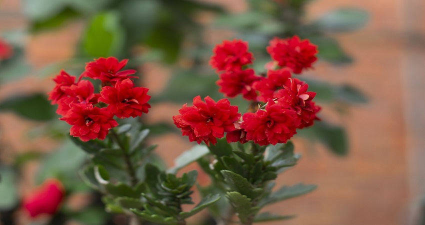 Is Kalanchoe An Indoor Or Outdoor Plant?