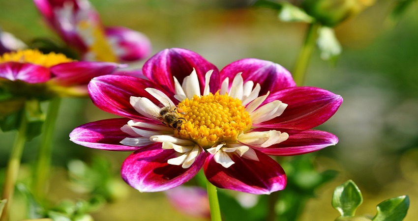 Should You Soak Zinnia Seeds Before Planting?