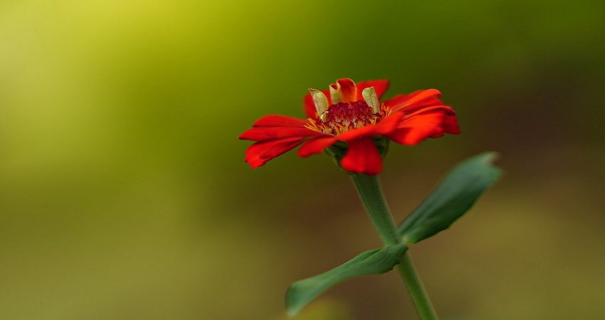 What Flowers Grow Well With Zinnias?