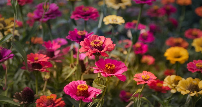 What Temperature Can Zinnias Tolerate?