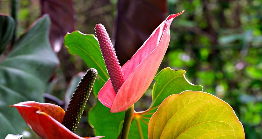 Why Are My Anthurium Leaves Turning Yellow?