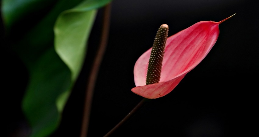 Why Is My Anthurium Leaves Turning Brown?