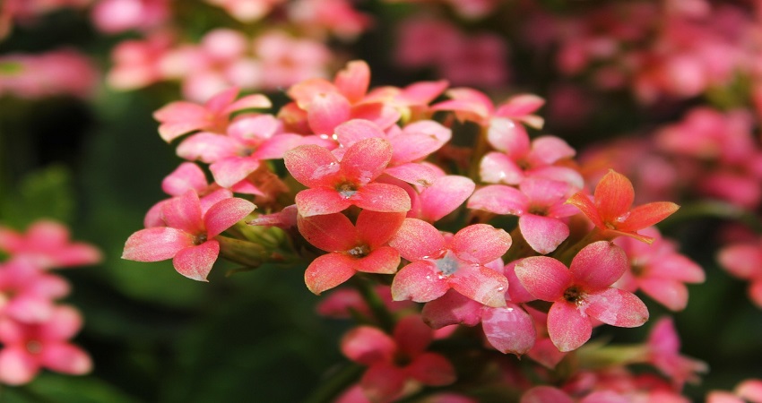 Why Is My Kalanchoe Plant Not Flowering?