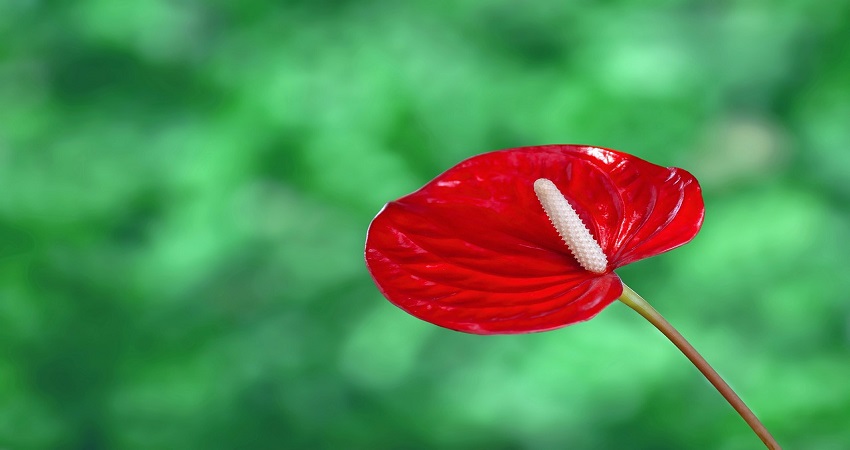 Why Is Your Anthurium Not Flowering?